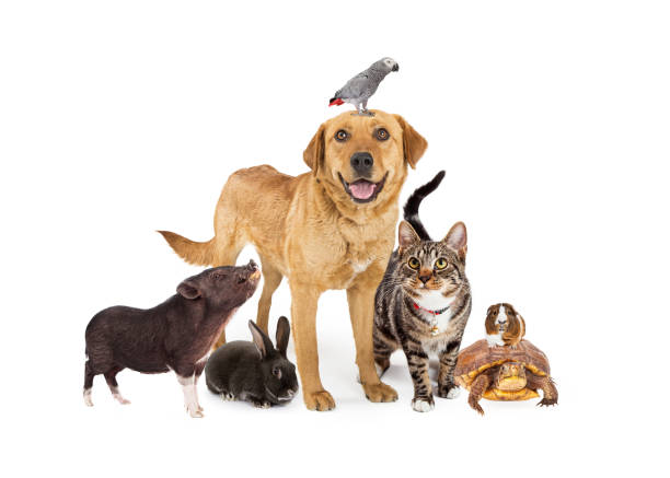 Pets